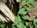 Filename=Dsc00633a.jpg
Filesize=116KiB
Dimensions=676x507
Date added=May 13, 2019 Dsc00633a.jpg