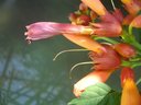Filename=Dsc01503a.jpg
Filesize=56KiB
Dimensions=648x486
Date added=Jul 29, 2019 Dsc01503a.jpg