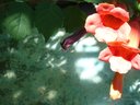 Filename=Dsc01796a.jpg
Filesize=65KiB
Dimensions=648x486
Date added=Oct 04, 2019 Dsc01796a.jpg