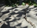 Dsc04484a.jpg