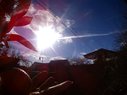 Filename=Sunp3798a.jpg
Filesize=188KiB
Dimensions=907x680
Date added=Mar 15, 2018 Sunp3798a.jpg
