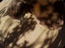 Filename=Sunp4054a25.jpg
Filesize=111KiB
Dimensions=648x486
Date added=May 16, 2019 Sunp4054a25.jpg
