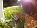 Filename=Sunp4167a25.jpg
Filesize=101KiB
Dimensions=648x486
Date added=May 16, 2019 Sunp4167a25.jpg