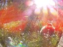 Filename=Sunp7571a.jpg
Filesize=772KiB
Dimensions=1296x972
Date added=Mar 08, 2018 Sunp7571a.jpg
