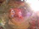 Filename=Sunp8351a.jpg
Filesize=84KiB
Dimensions=778x583
Date added=Mar 20, 2018 Sunp8351a.jpg