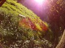 Filename=Sunp9795a.jpg
Filesize=177KiB
Dimensions=855x642
Date added=Apr 17, 2018 Sunp9795a.jpg