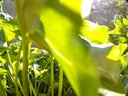 Filename=Sunpx0205a.jpg
Filesize=95KiB
Dimensions=855x642
Date added=Apr 17, 2018 Sunpx0205a.jpg