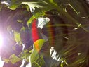 Filename=Sunpx0209a.jpg
Filesize=75KiB
Dimensions=778x583
Date added=Apr 17, 2018 Sunpx0209a.jpg