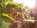 Filename=Sunpx0903a.jpg
Filesize=121KiB
Dimensions=855x642
Date added=Apr 17, 2018 Sunpx0903a.jpg