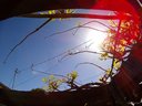 Filename=Sunpx1166a.jpg
Filesize=88KiB
Dimensions=855x642
Date added=Apr 17, 2018 Sunpx1166a.jpg