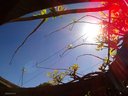 Filename=Sunpx1168a.jpg
Filesize=87KiB
Dimensions=855x642
Date added=Apr 17, 2018 Sunpx1168a.jpg