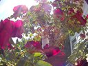 Filename=Sunpx1497a.jpg
Filesize=143KiB
Dimensions=855x642
Date added=Apr 30, 2018 Sunpx1497a.jpg