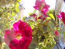 Filename=Sunpx1515a.jpg
Filesize=126KiB
Dimensions=855x642
Date added=Apr 30, 2018 Sunpx1515a.jpg