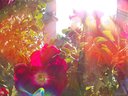 Filename=Sunpx1518a.jpg
Filesize=125KiB
Dimensions=855x642
Date added=Apr 30, 2018 Sunpx1518a.jpg