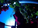 Filename=Sunpx1598a.jpg
Filesize=77KiB
Dimensions=778x583
Date added=Apr 30, 2018 Sunpx1598a.jpg