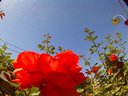 Filename=Sunpx1645a.jpg
Filesize=93KiB
Dimensions=855x642
Date added=Apr 30, 2018 Sunpx1645a.jpg