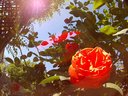 Filename=Sunpx1649a.jpg
Filesize=138KiB
Dimensions=855x642
Date added=Apr 30, 2018 Sunpx1649a.jpg